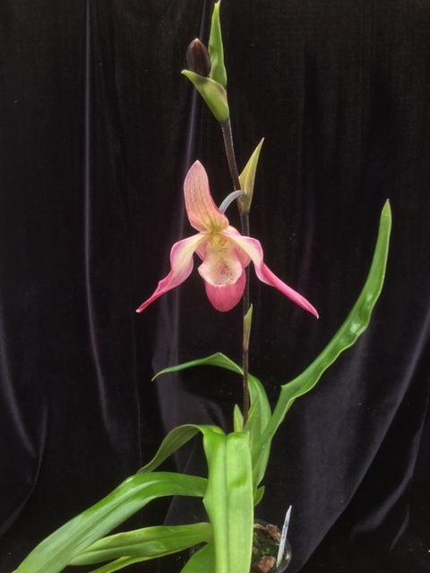 Phragmipedium Lemoinierianum