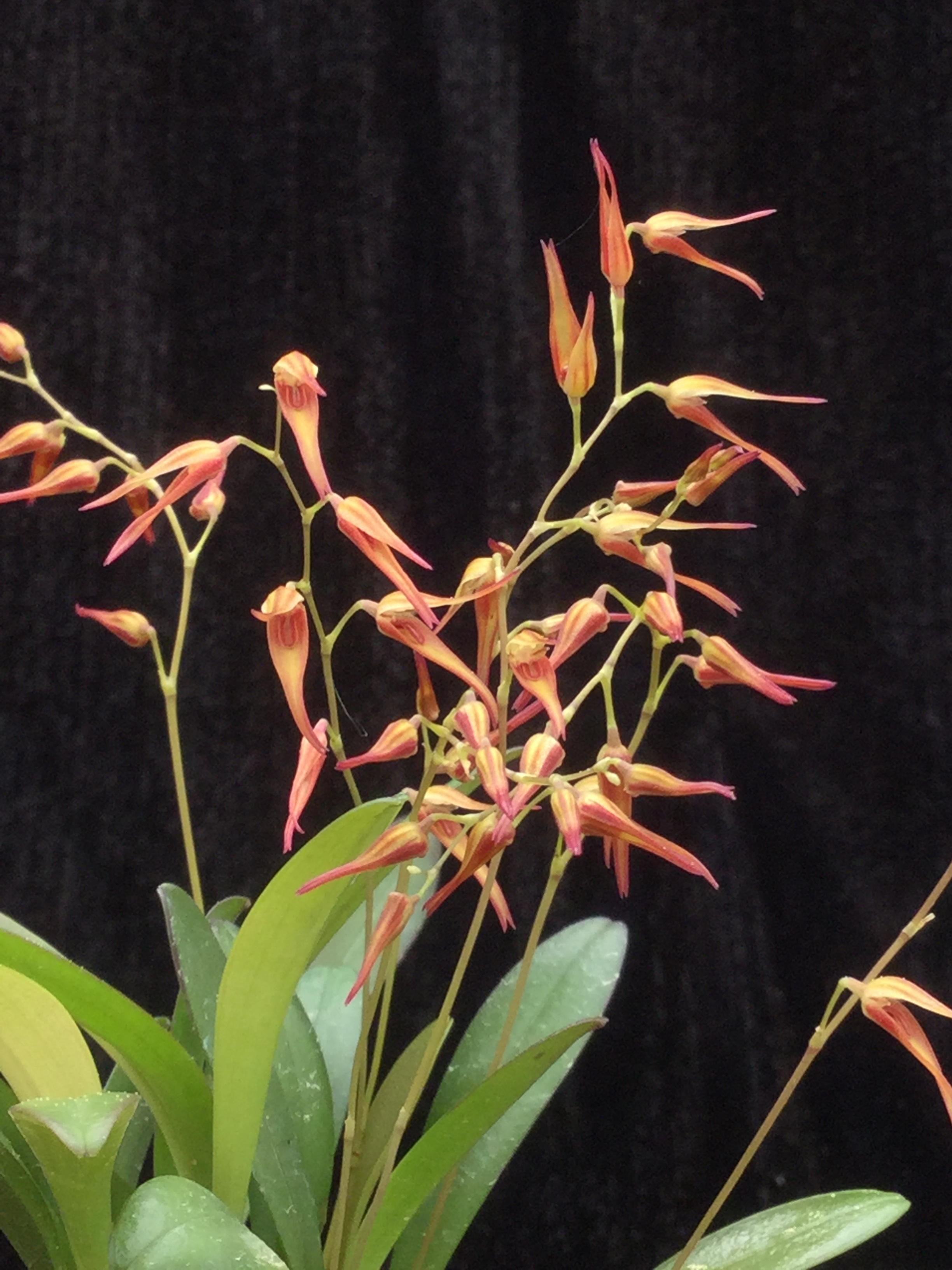 Pleurothallis picta orange