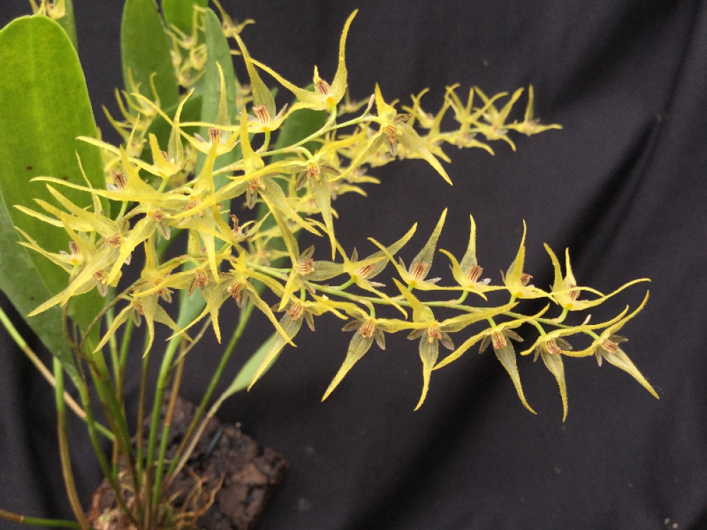 Pleurothallis dolichopus