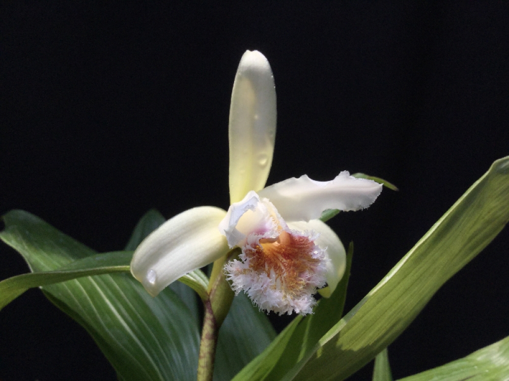 Sobralia lindleyana