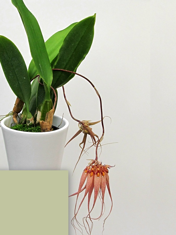 Bulbophyllum-longissimum-x-ornatissimum-1921_188_-80 Bulbophyllum Louis Sander