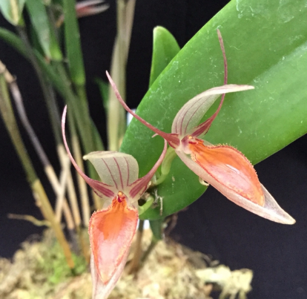 Pleurothallis hemirhoda