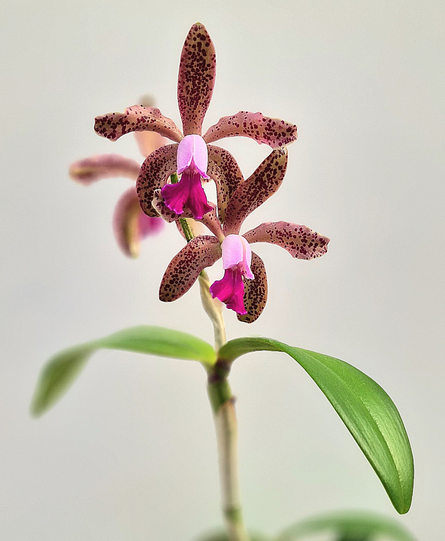 Cattleya Interglossa x Lc. Mariechen