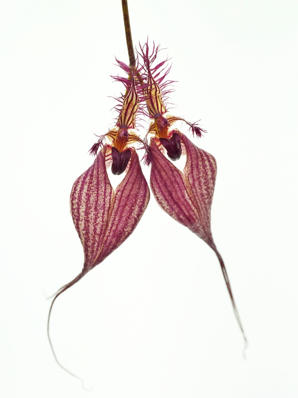 Bulbophyllum rothschildianum