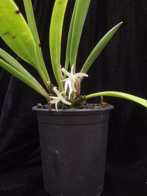 Ceratostylis radiata