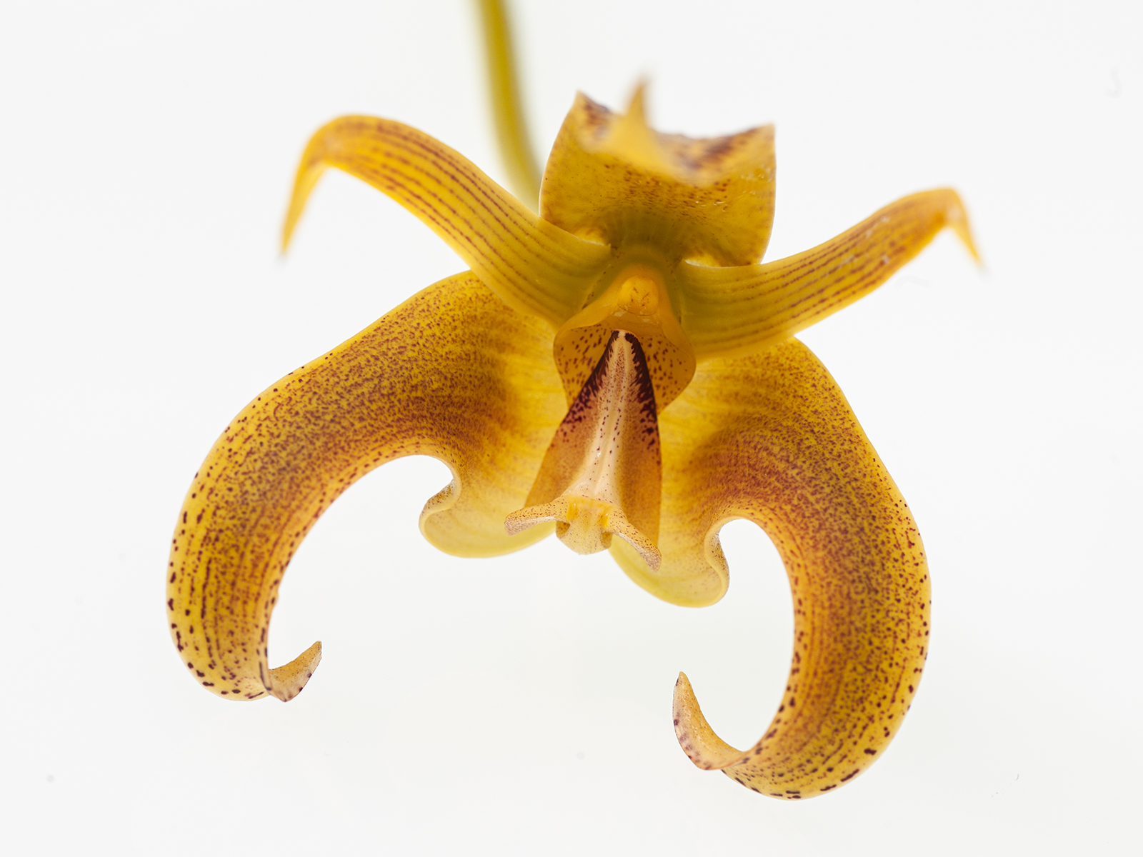 Bulbophyllum lobbii var. polystictum