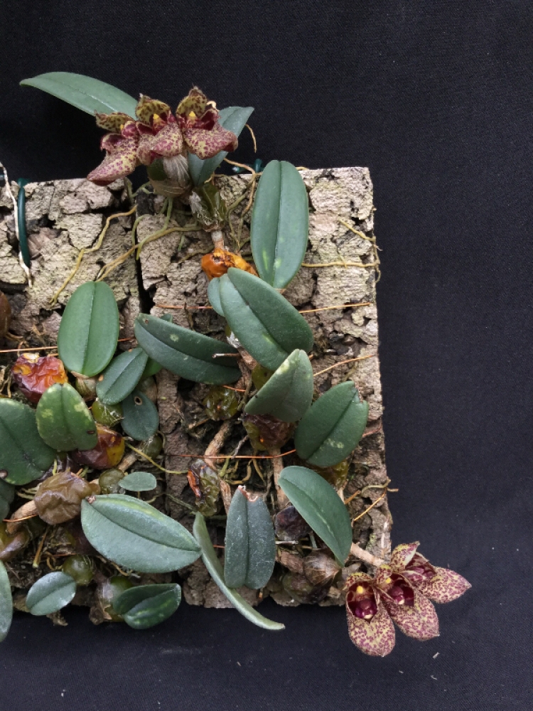 Bulbophyllum frostii (aufgebunden)