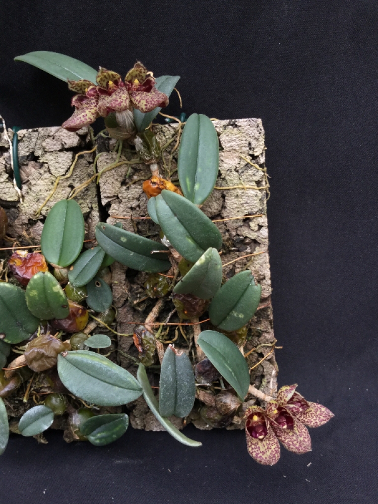 Bulbophyllum frostii