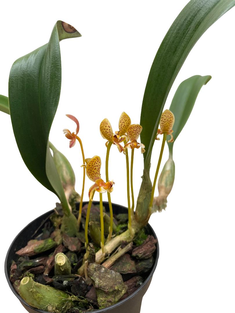 Bulbophyllum pteroglossum