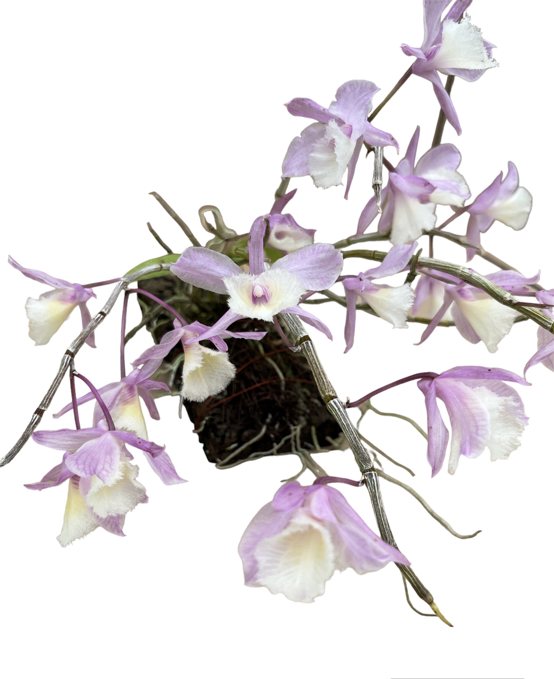 Dendrobium  pierardii x loddigesii (aufgebunden)