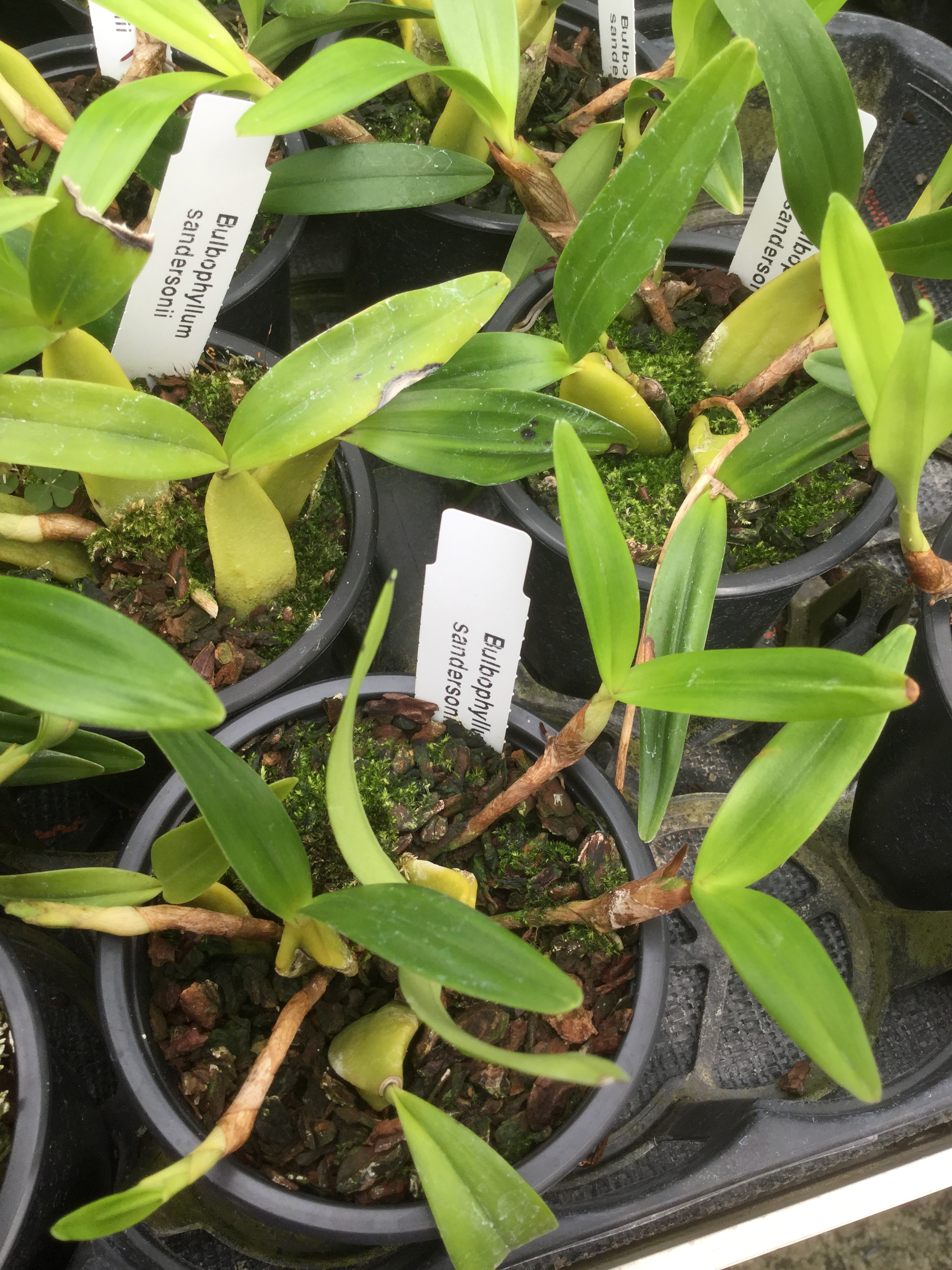 Bulbophyllum sandersonii