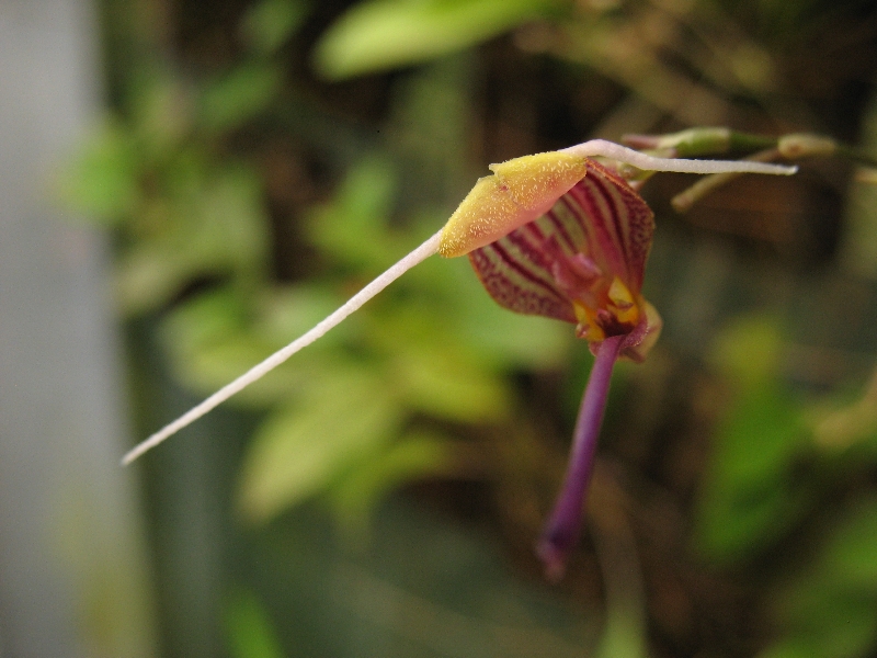 Scaphosepalum merinoi