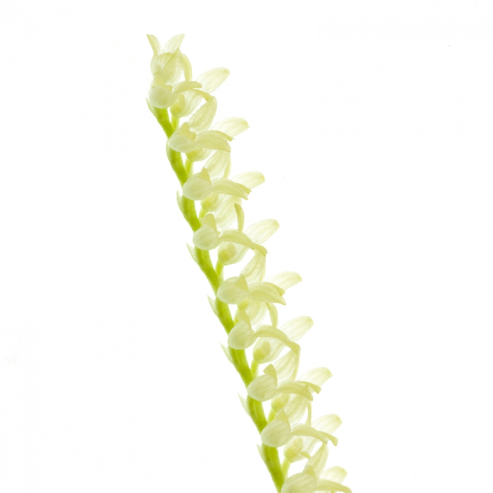 Physosiphon tubatus alba (XXL Pflanze/plant)
