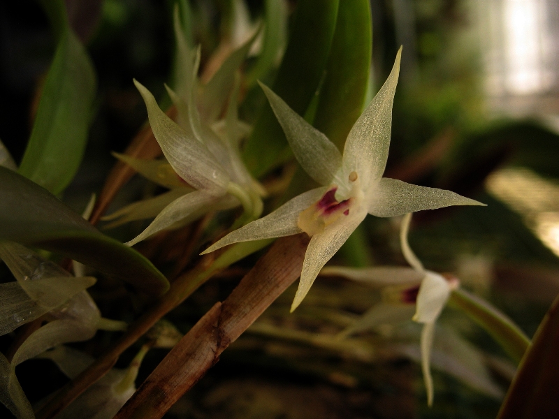 Octomeria  diaphana