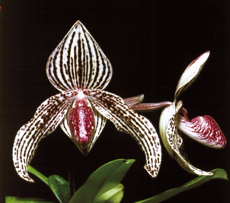 Paphiopedilum Rolfei (bellatulum "Perfecto" x rothschildianum "Giant Wings" GM/WOC)