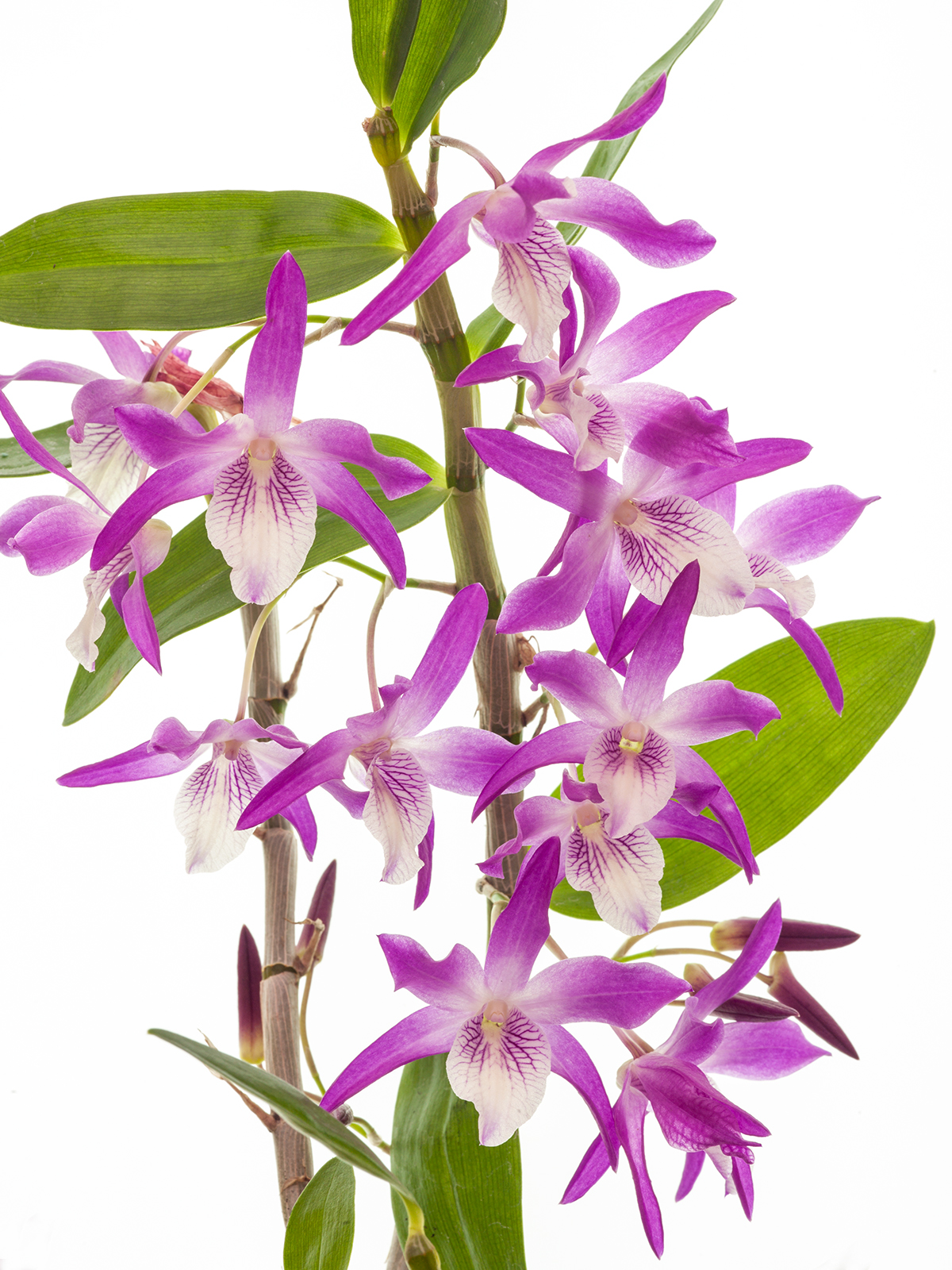 Dendrobium Rainbow Dance (mounted)