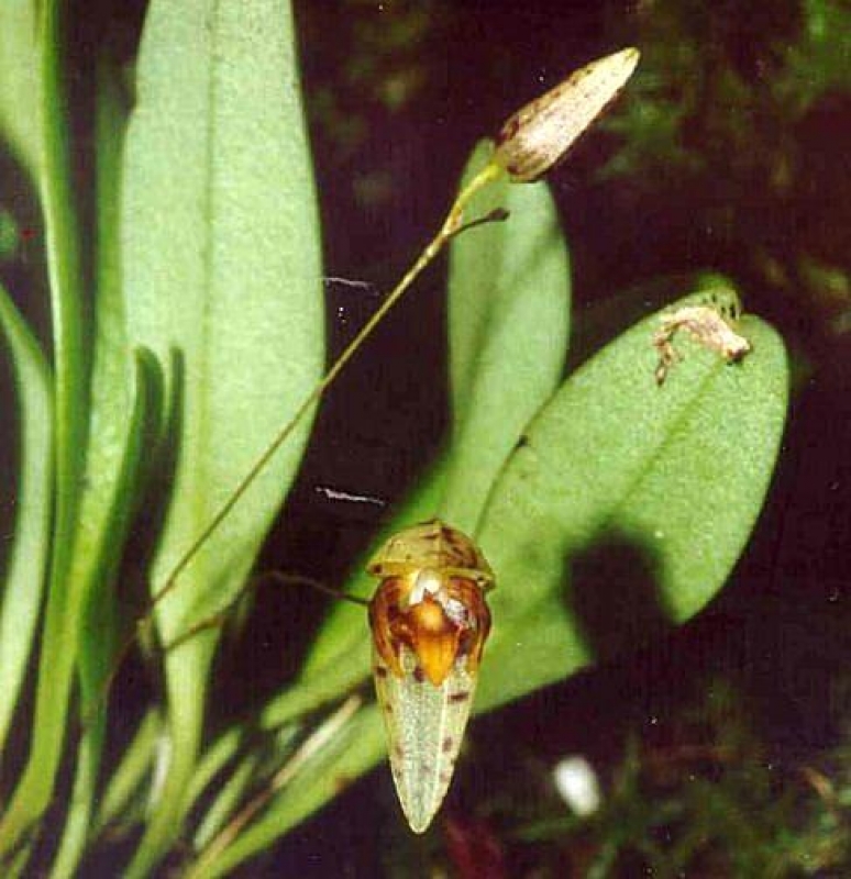 Pleurothallis janettiae