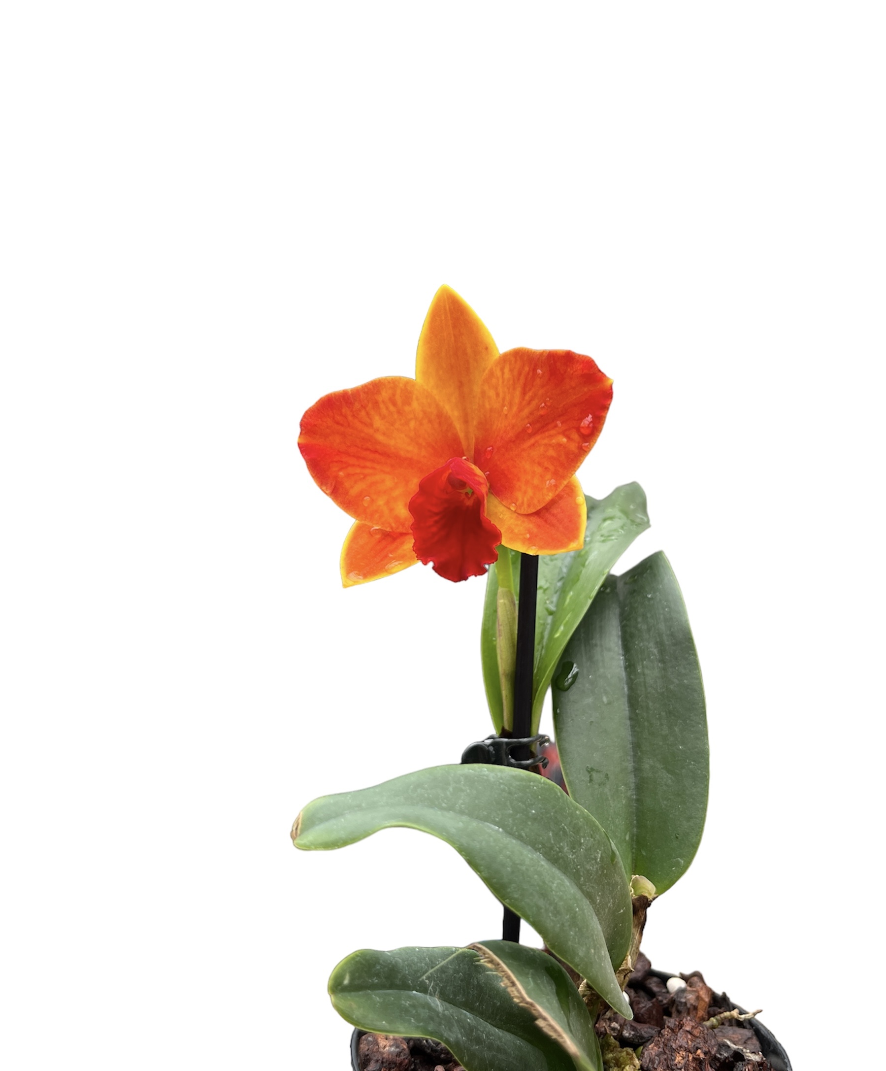 Cattleya Ayrton Senna 'Estoril'