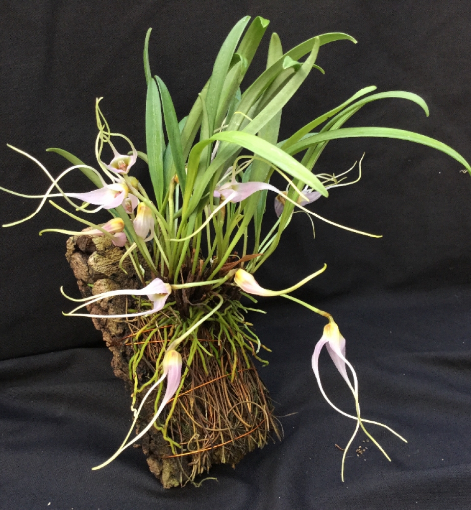 Masdevallia lilacina (mounted)