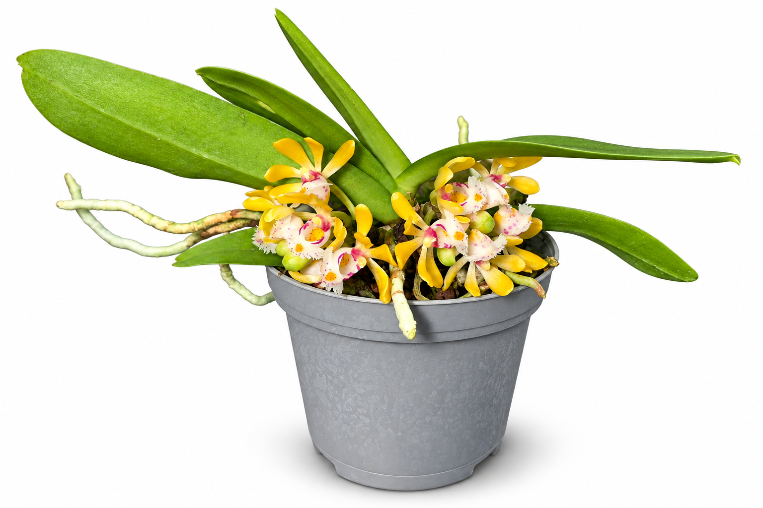 Gastrochilus obliquus