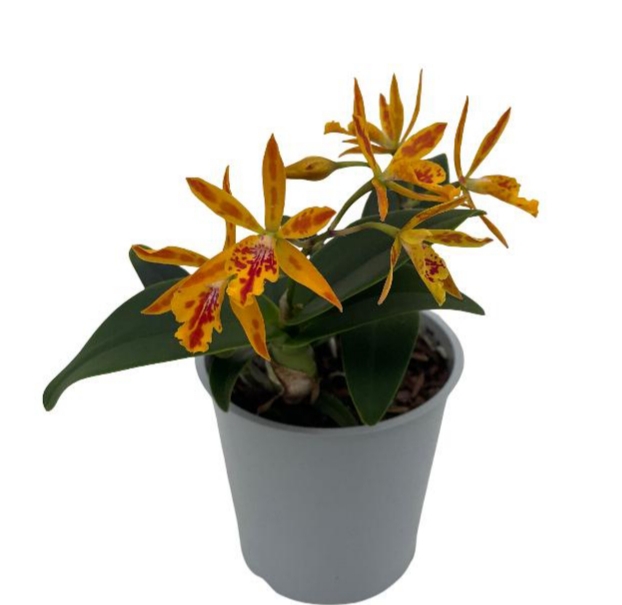 Epicattleya Volcano Trick x Cattleya Janet Sparkle