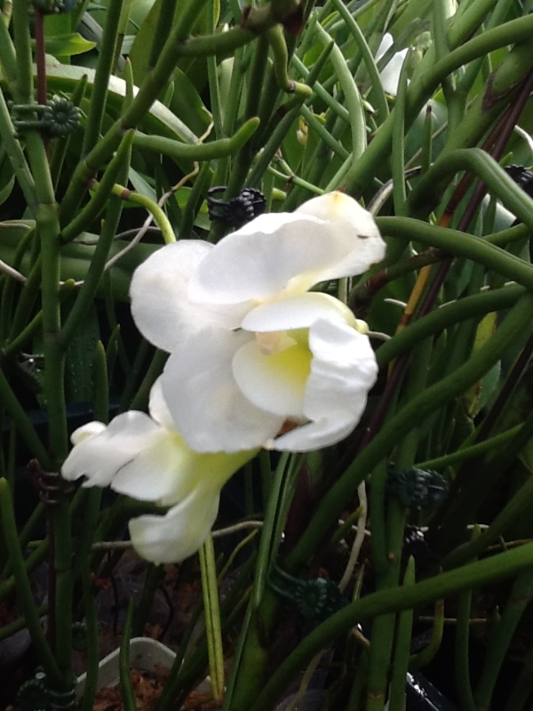 Papilionanthe teres var. alba