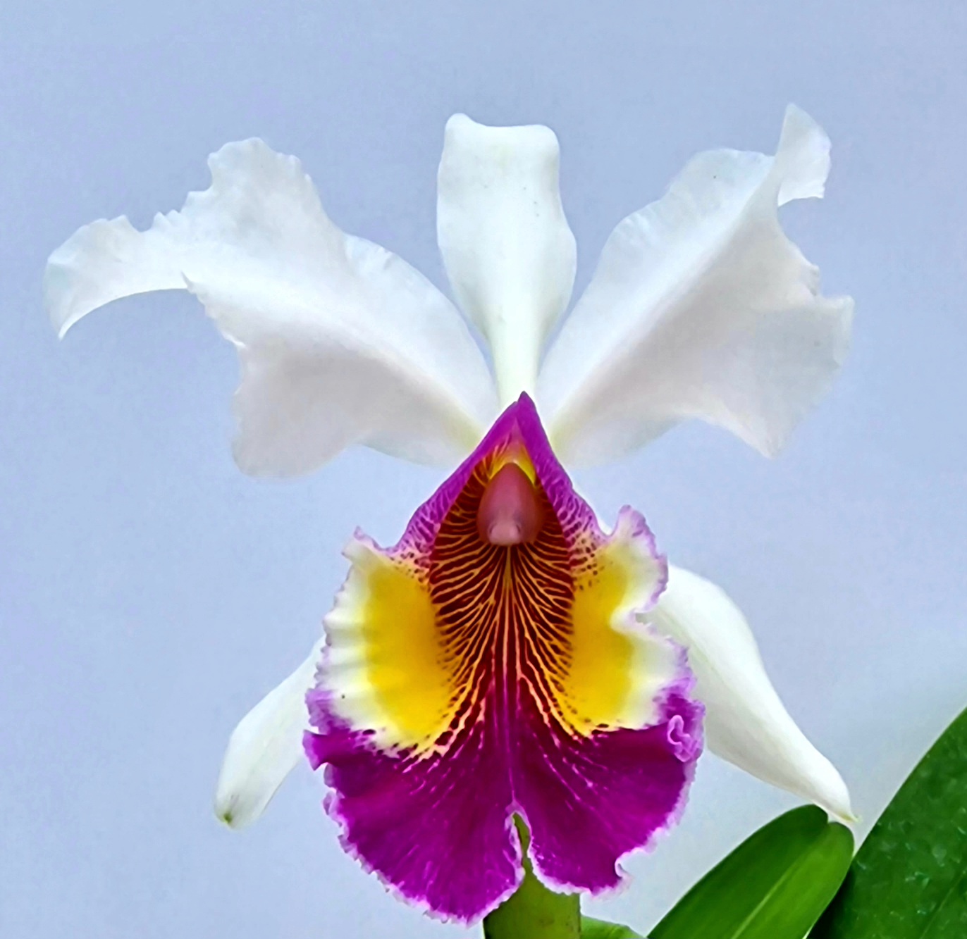 Cattleya Mrs. G. E. Baldwin