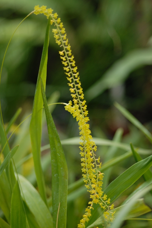 Dendrochilum filiforme (mounted)