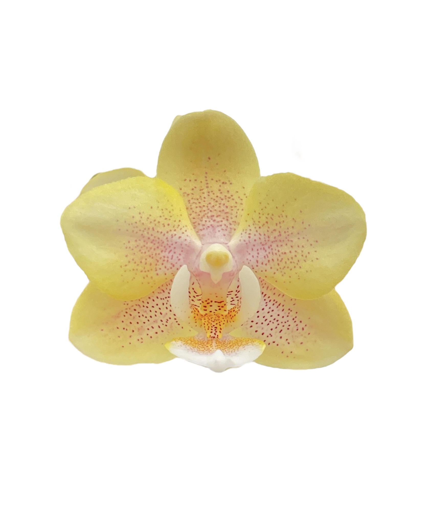 Phalaenopsis Leonora 3 'Lemon Ice Cream'