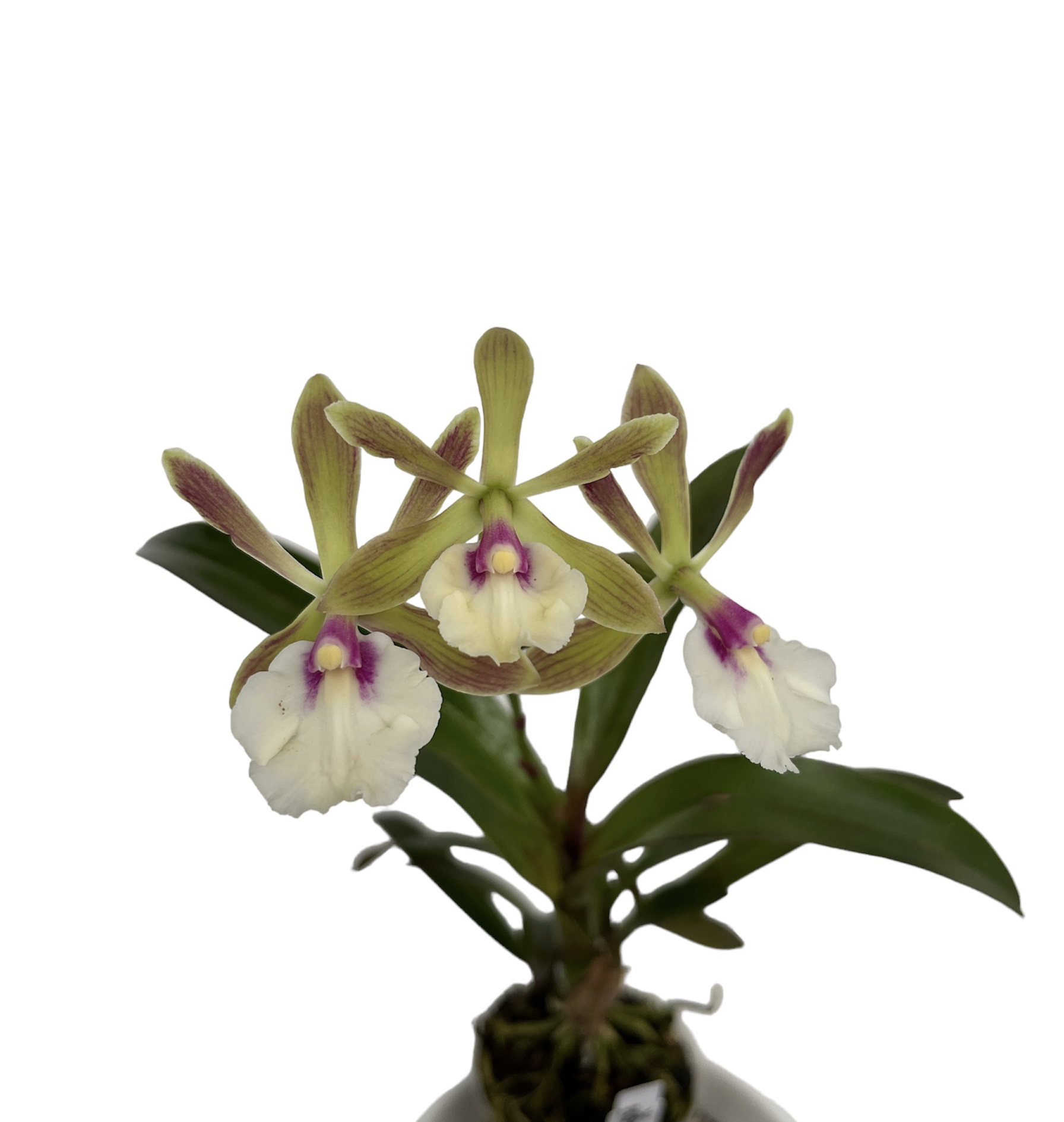 Encyclia cordigera x Epi. Rene Marques