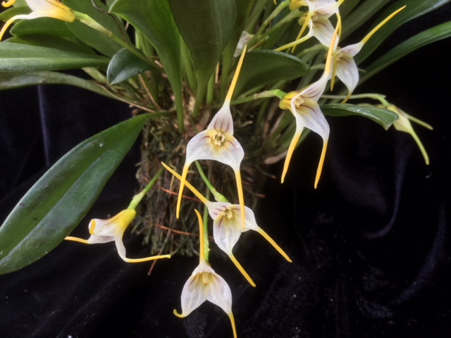 Masdevallia aff. attenuata