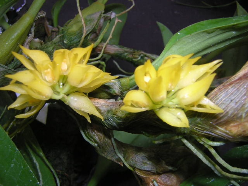 Bulbophyllum flavidiflorum Borneo