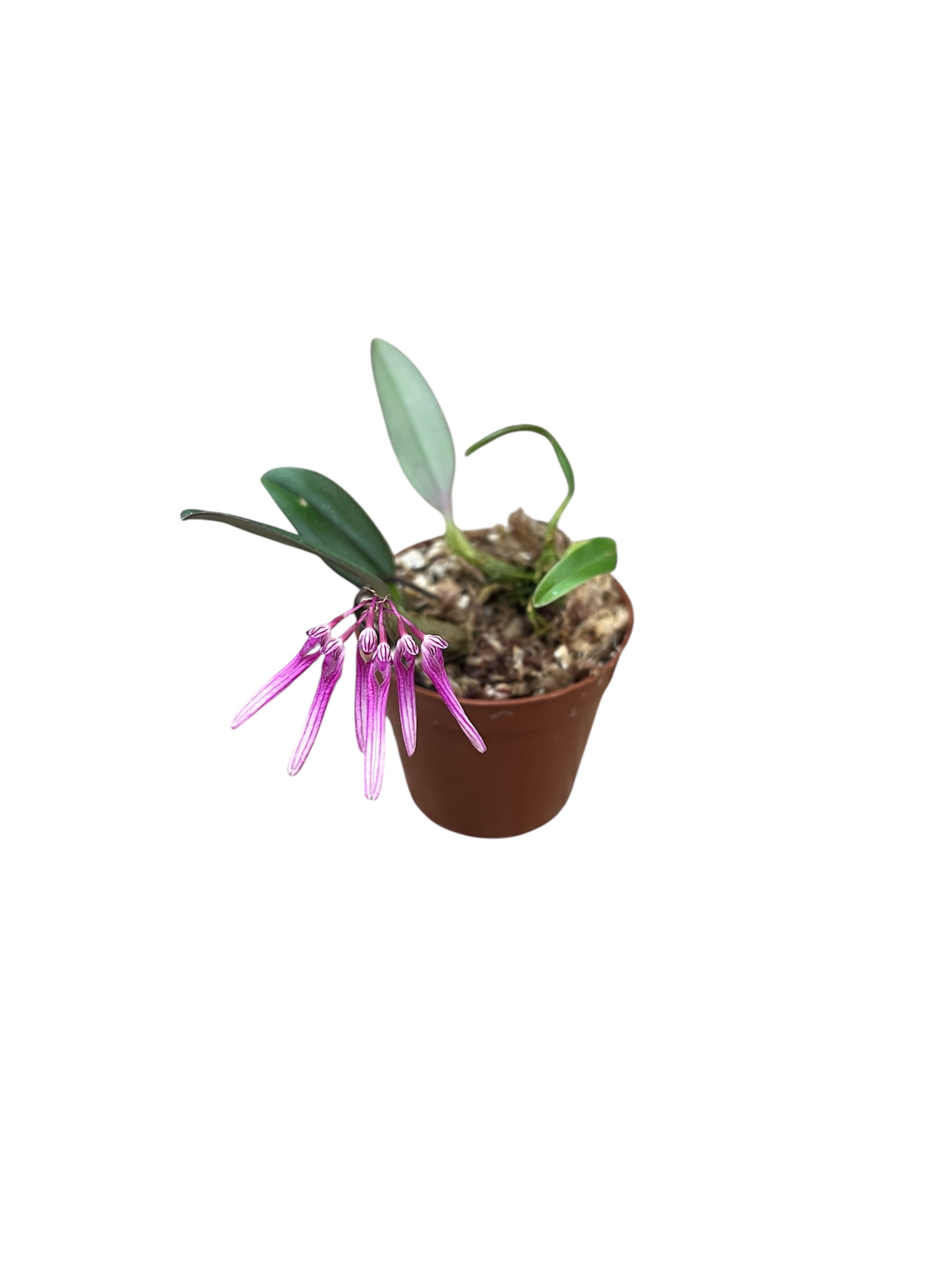 Bulbophyllum baosangii