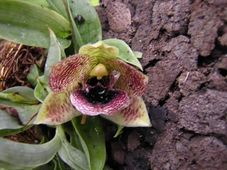 Promenaea stapelioides