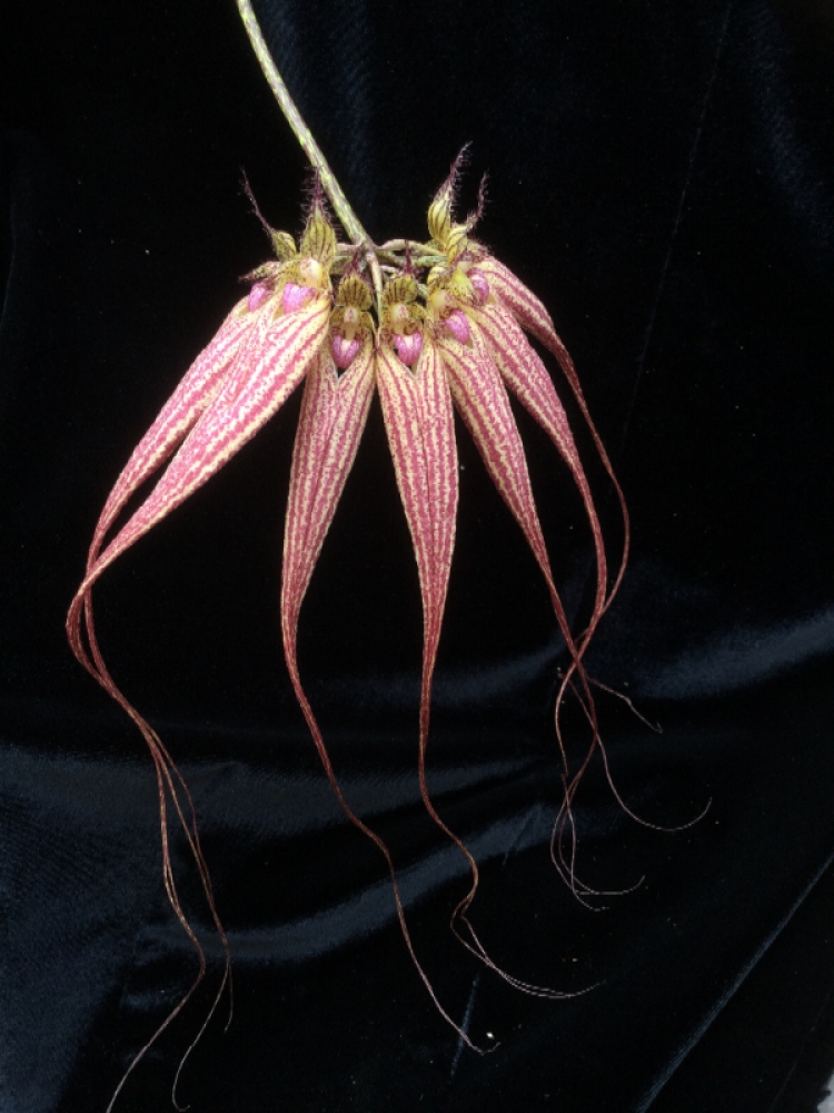 Bulbophyllum Elizabeth Ann 'Buckleberry'