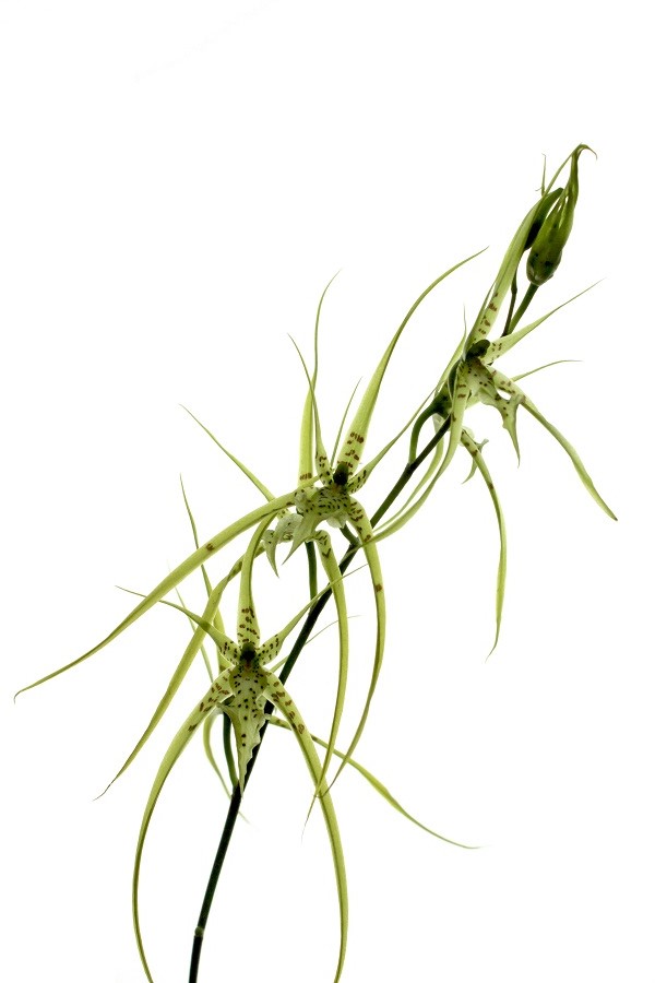 Brassia Le Magnifique `L´Amazone´ SM/DOG