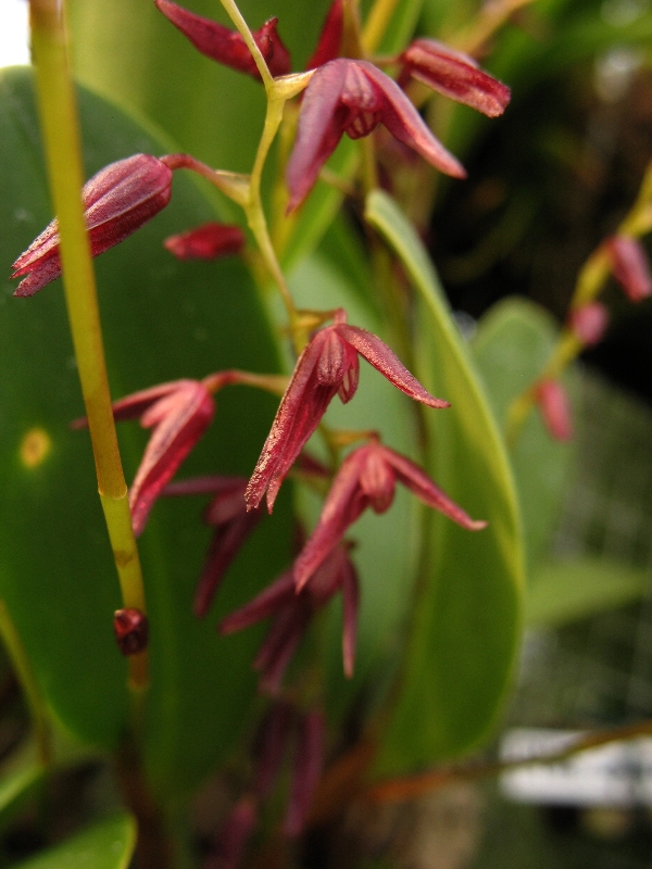 Pleurothallis violacea