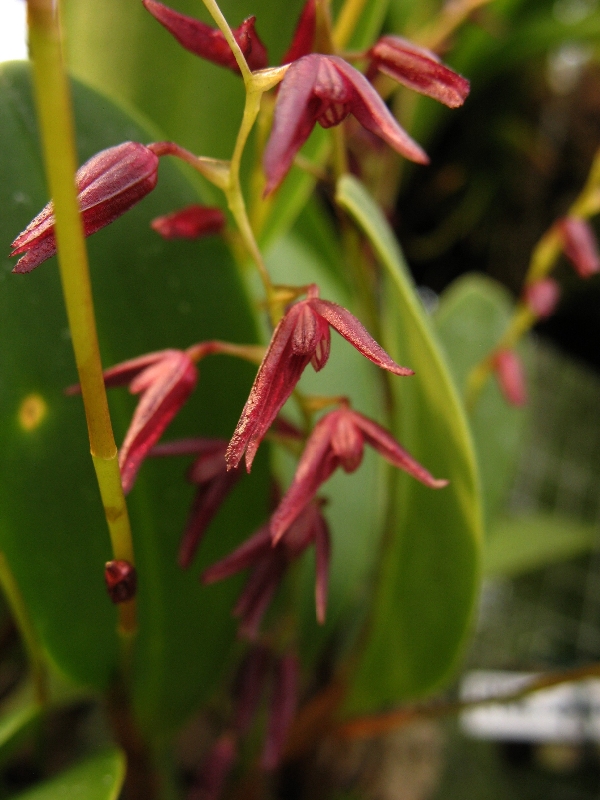 Pleurothallis violacea