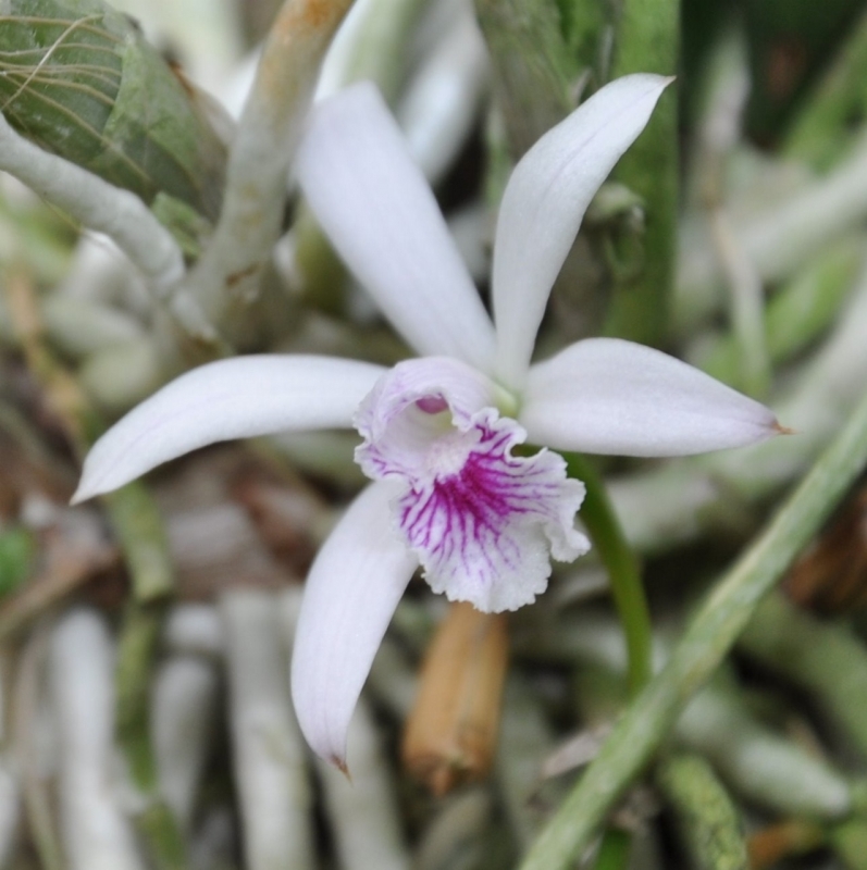 Laelia lundii (mounted)