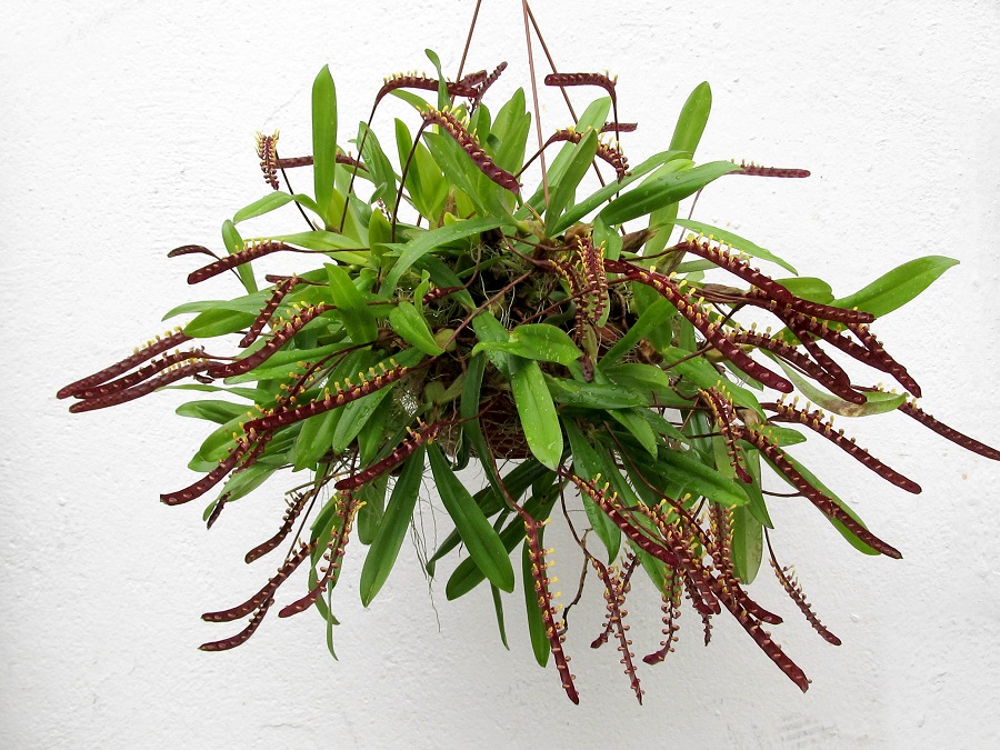 Bulbophyllum falcatum (aufgebunden)
