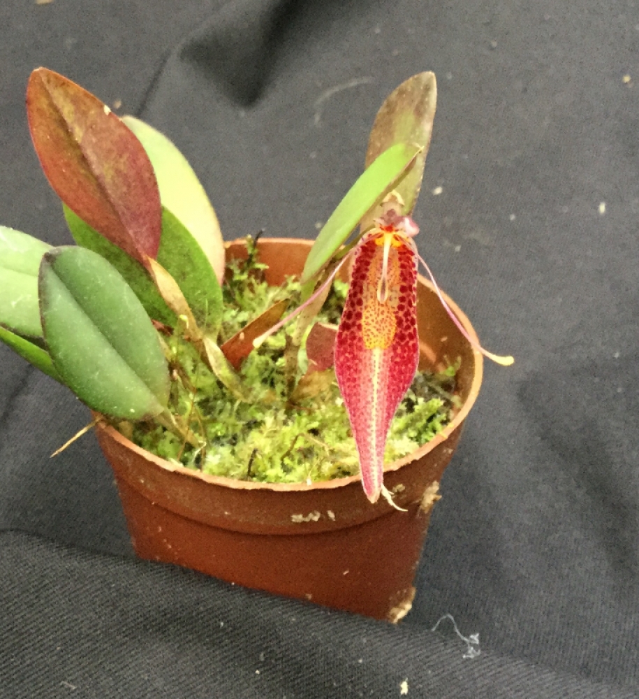 Restrepia ephippium