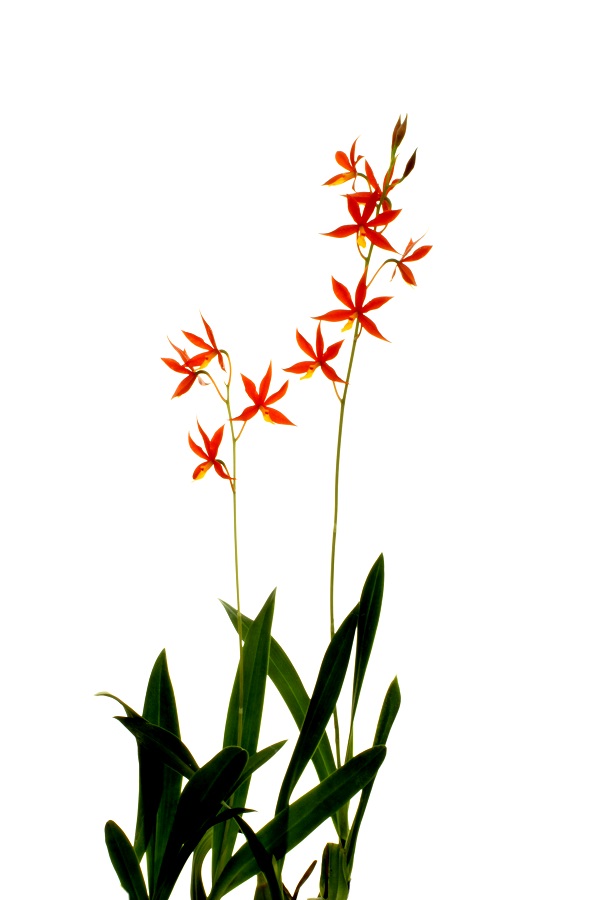 Encyclia vitellina