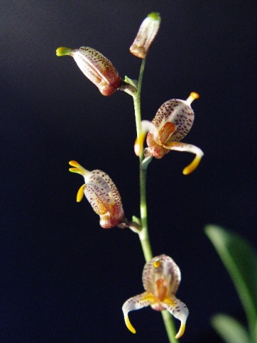 Masdevallia pachyura 