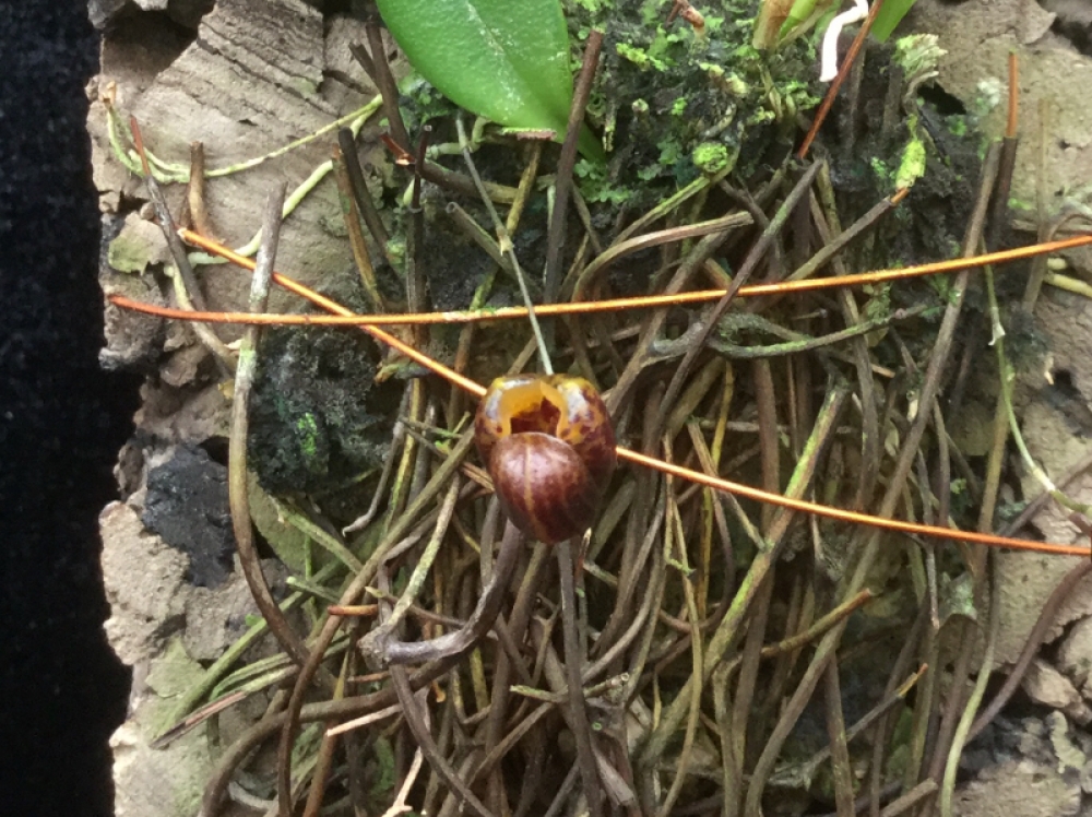 Scaphosepalum ovulare (aufgebunden)