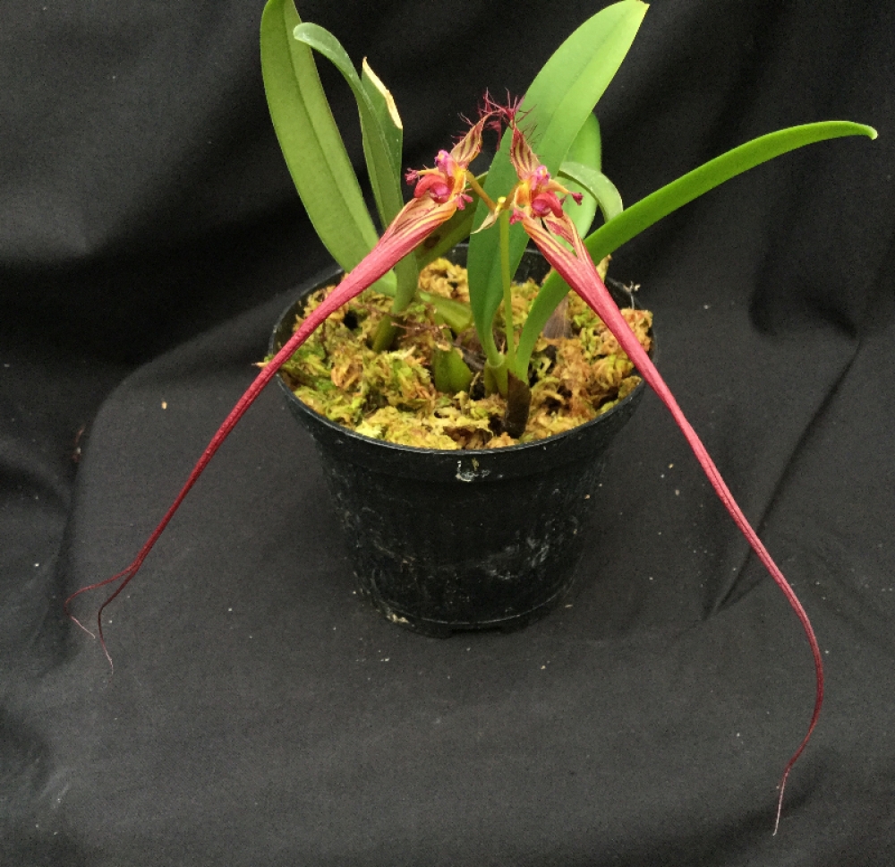 Bulbophyllum wendlandianum (mounted)