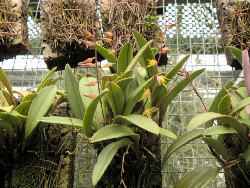 Pleurothallis sp. Machu Picchu