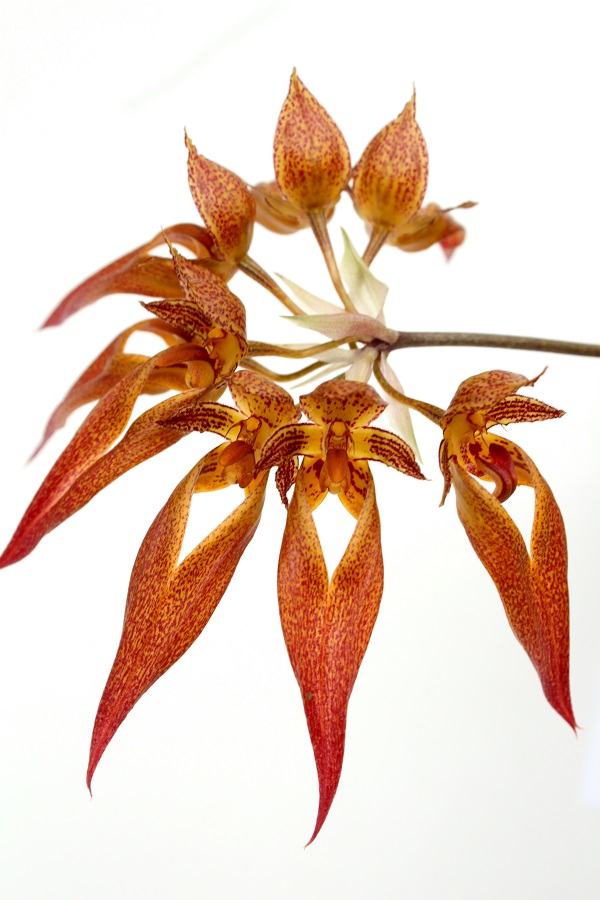 Bulbophyllum phalaenopsis x longibrachiatum