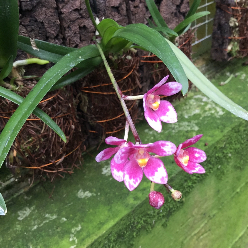 Sarcochilus Fitzhart