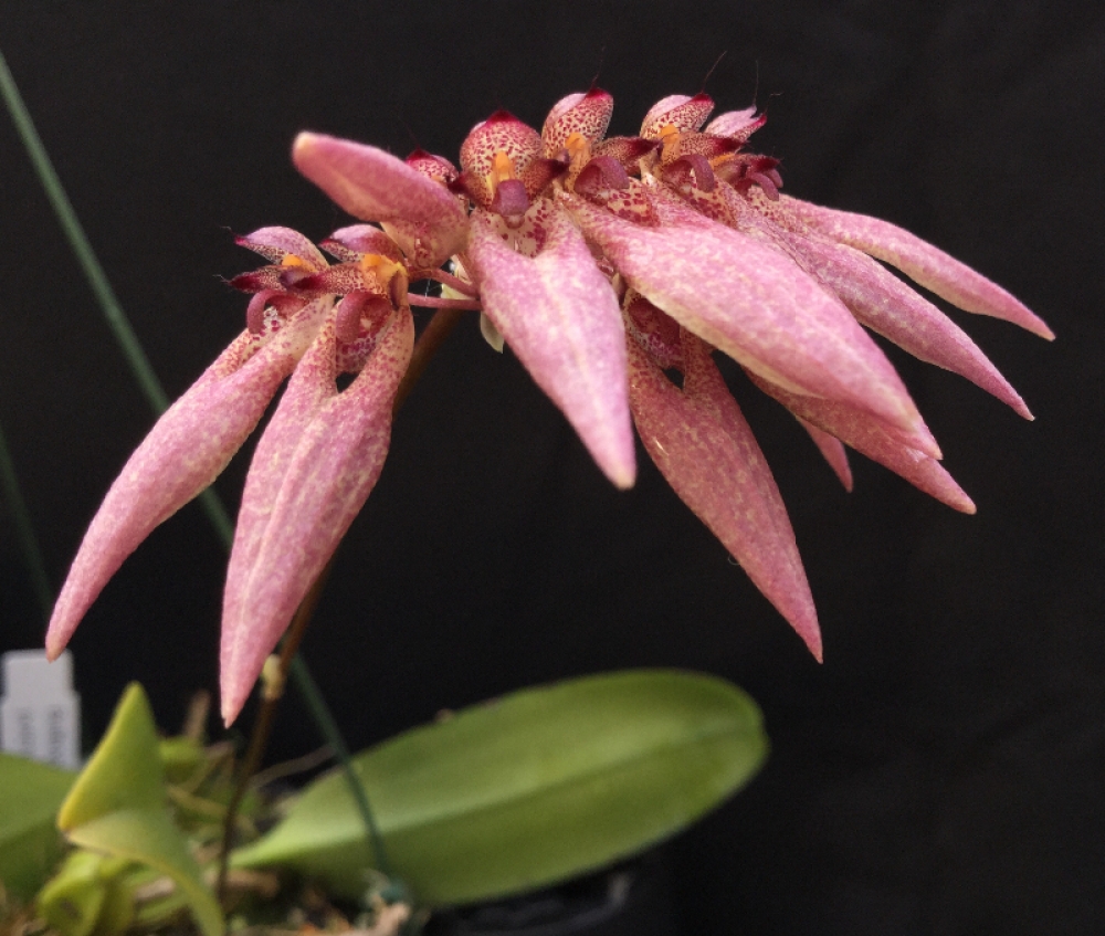 Bulbophyllum pulchrum