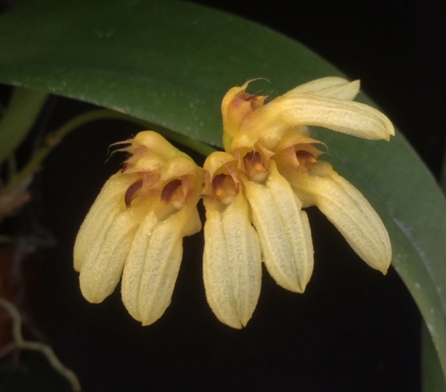 Bulbophyllum corolliferum f. flavum (aufgebunden)